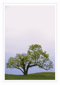Arbre solitaire pour un dernier hommage